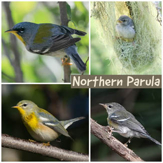 Northern Parula